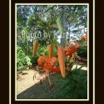 Dragons 5 x 7 Original Phot..