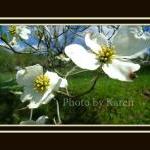 Dogwood's End 5 x 7 Origina..