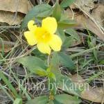 Yellow Bloom 5 X 7 Origina..