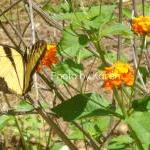 Tiger Swallowtail, Orange F..