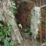 Lost Moss Wood Framed and I..