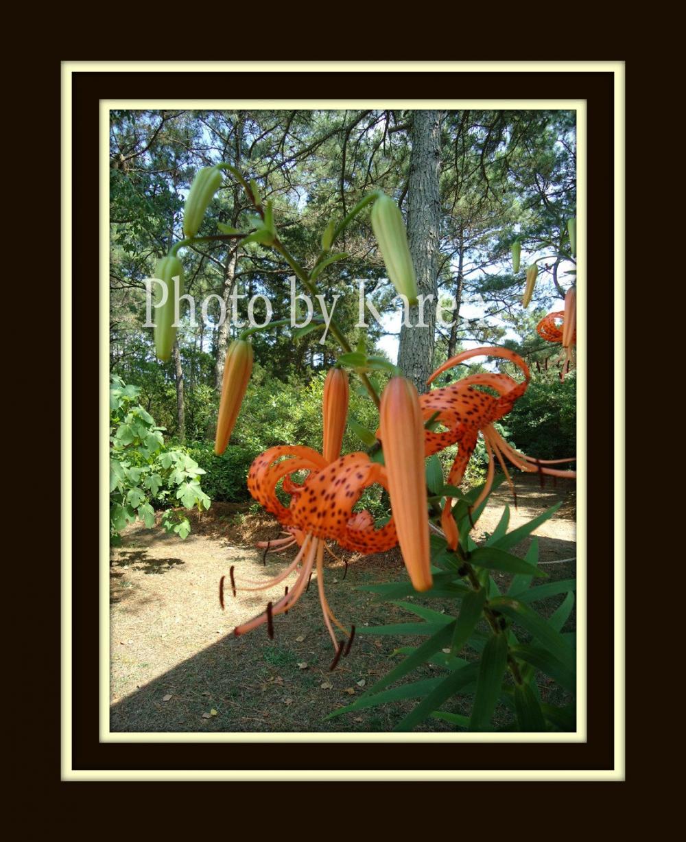 Dragons 5 x 7 Original Photograph, other sizes available