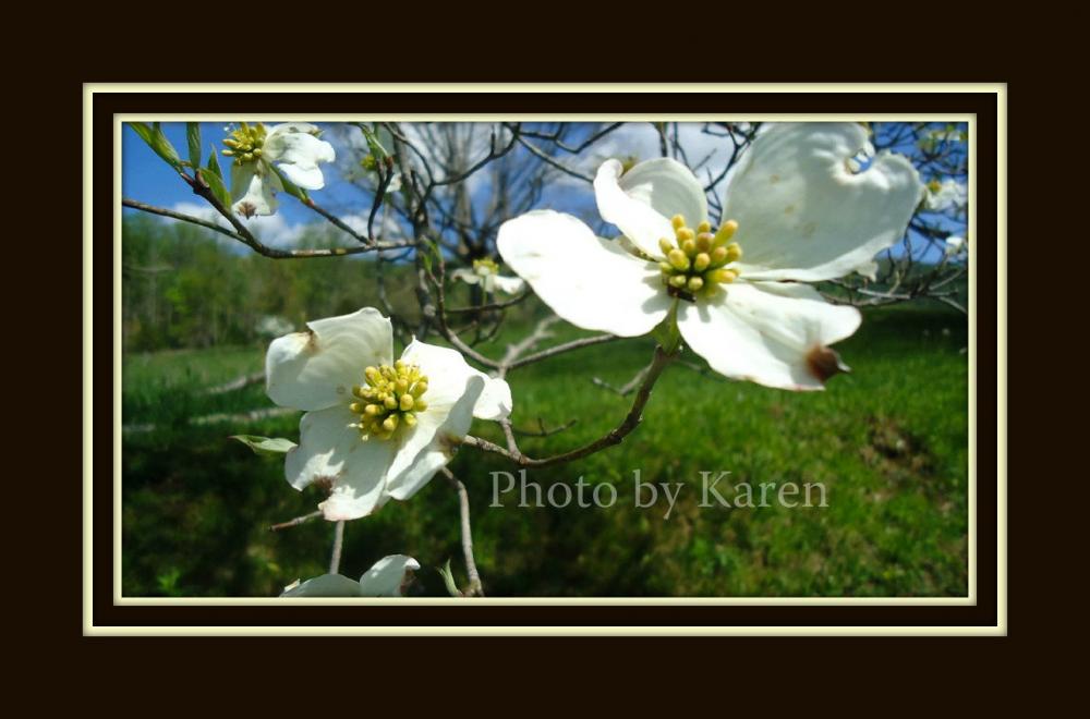 Dogwood's End 5 x 7 Original Photograph, other sizes available